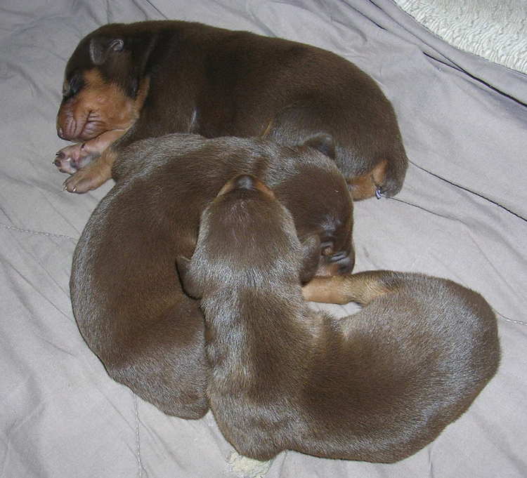 Doberman puppies at 1 week old