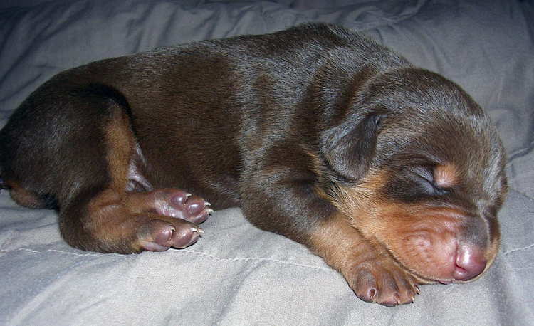 red rust male doberman puppy at 1 week old
