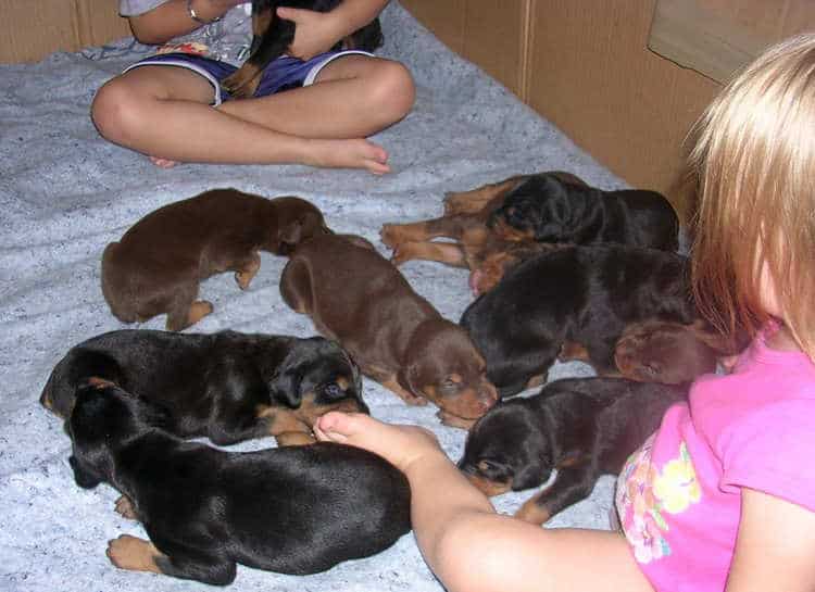 Doberman puppies at 2 weeks old