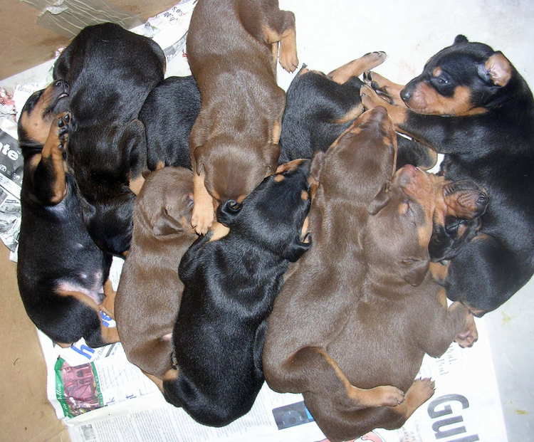 Doberman puppies at 3 weeks old