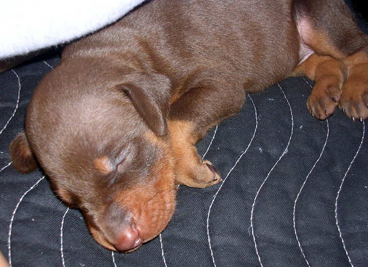 Doberman puppies at 3 weeks old