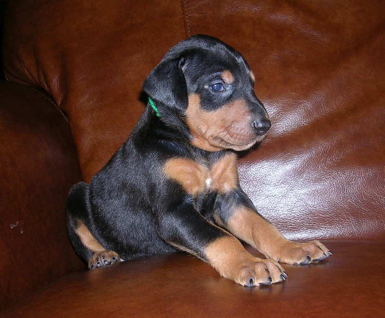 black female Doberman puppy tagged green