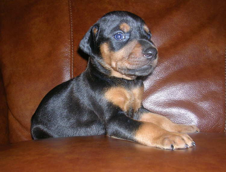 black female Doberman puppy tagged purple