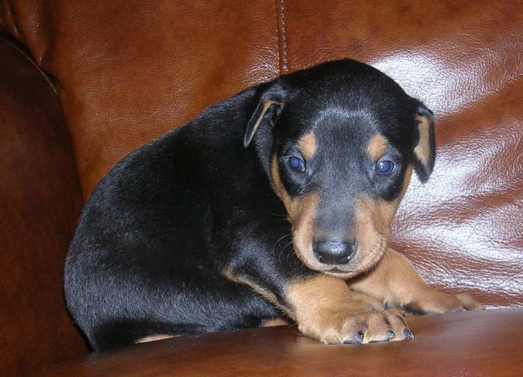 black male Doberman puppy tagged purple