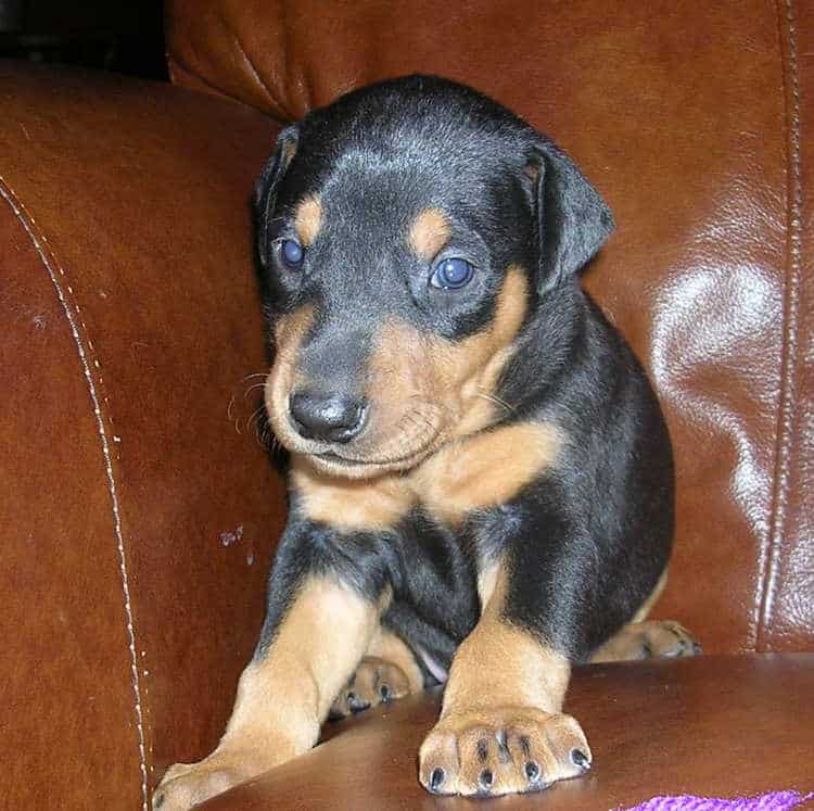 black male Doberman puppy tagged purple