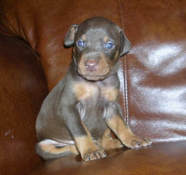 red female Doberman puppy tagged purple