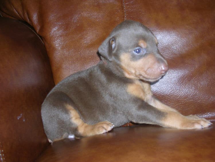 red female Doberman puppy tagged red