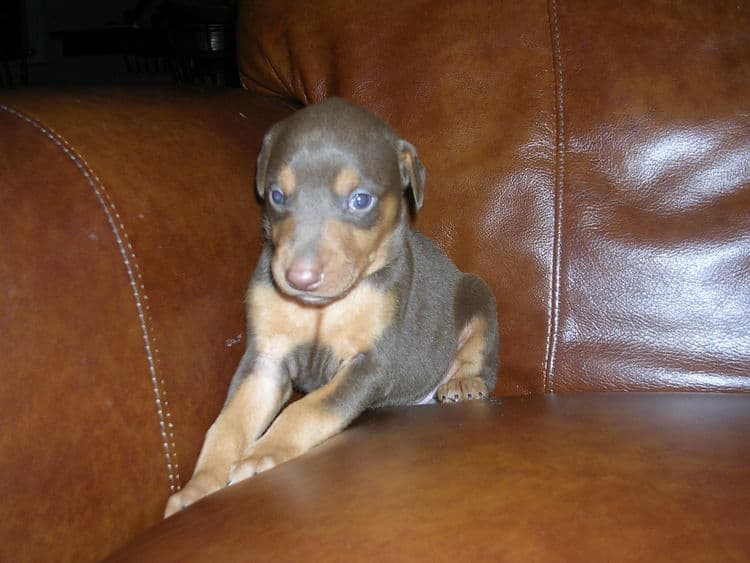 red female Doberman puppy tagged red