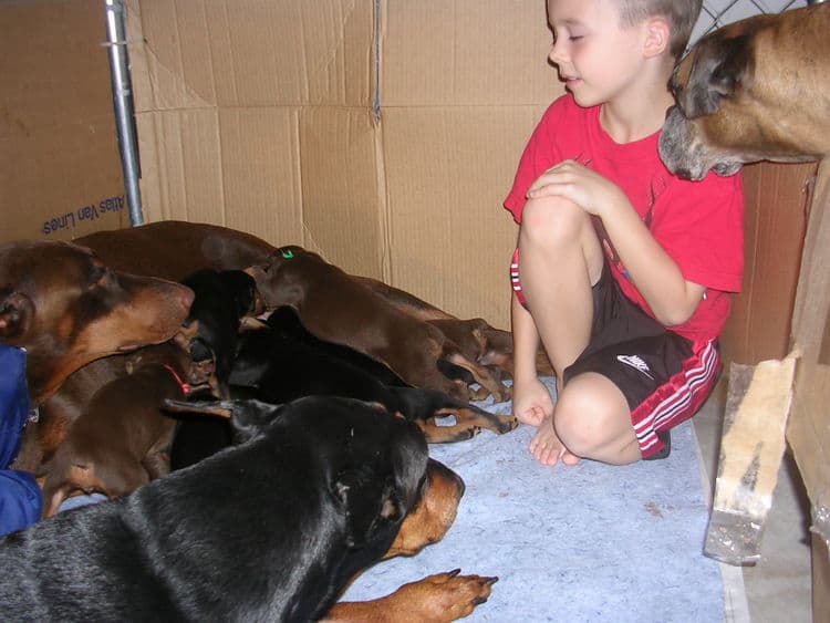 Doberman puppies at 3 weeks old