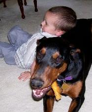 Doberman female with child