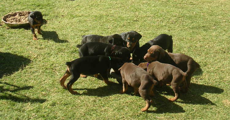 4 week old doberman puppies