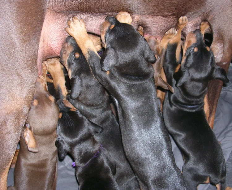 4 week old doberman puppies