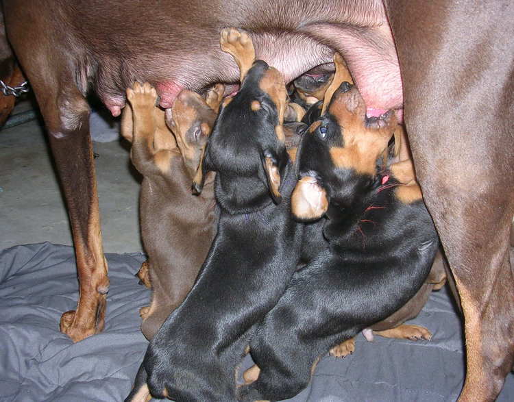 4 week old doberman puppies