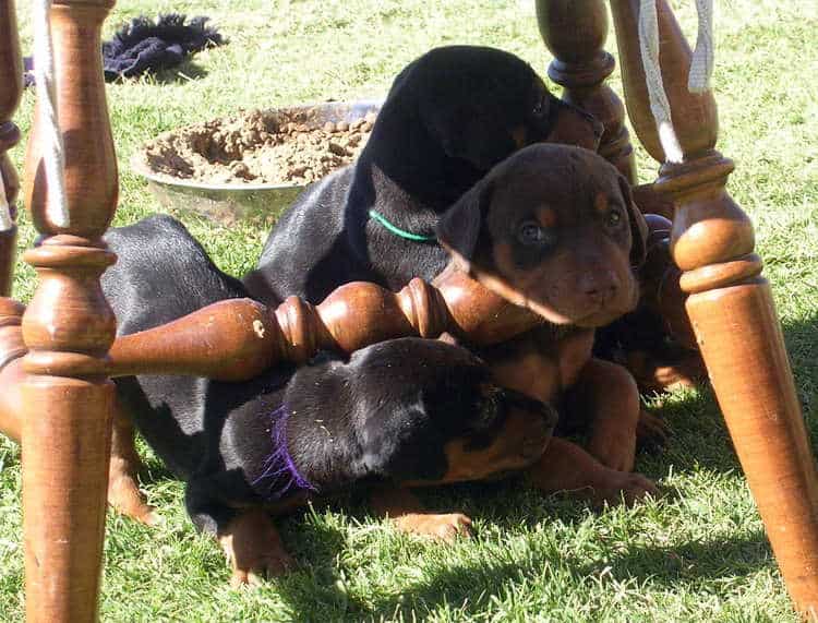 4 week old doberman puppies