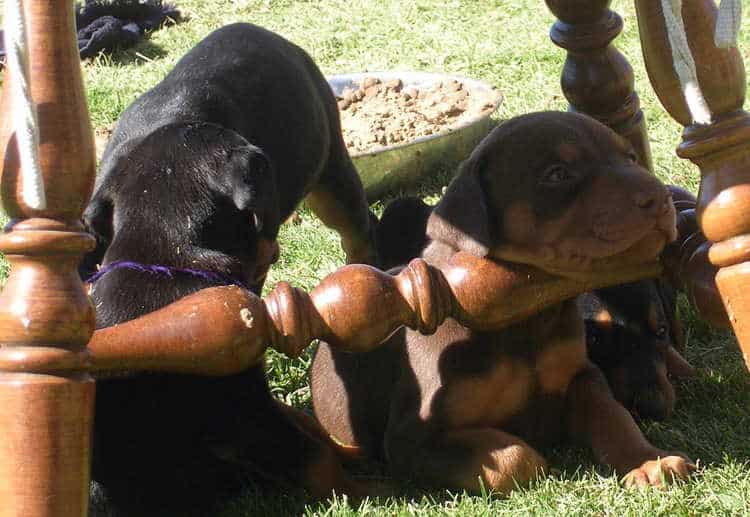 4 week old doberman puppies