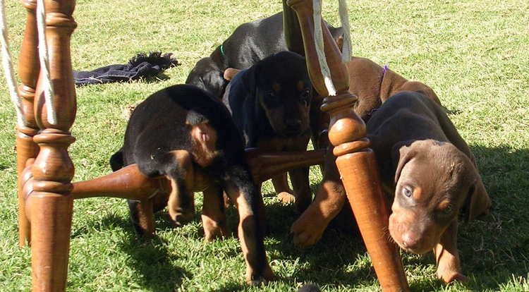 4 week old doberman puppies