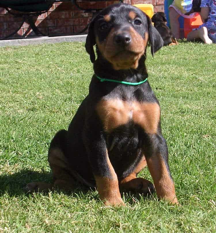 black and rust 4 week old female doberman puppy