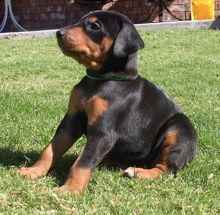 black and rust female doberman puppy at 4 weeks old