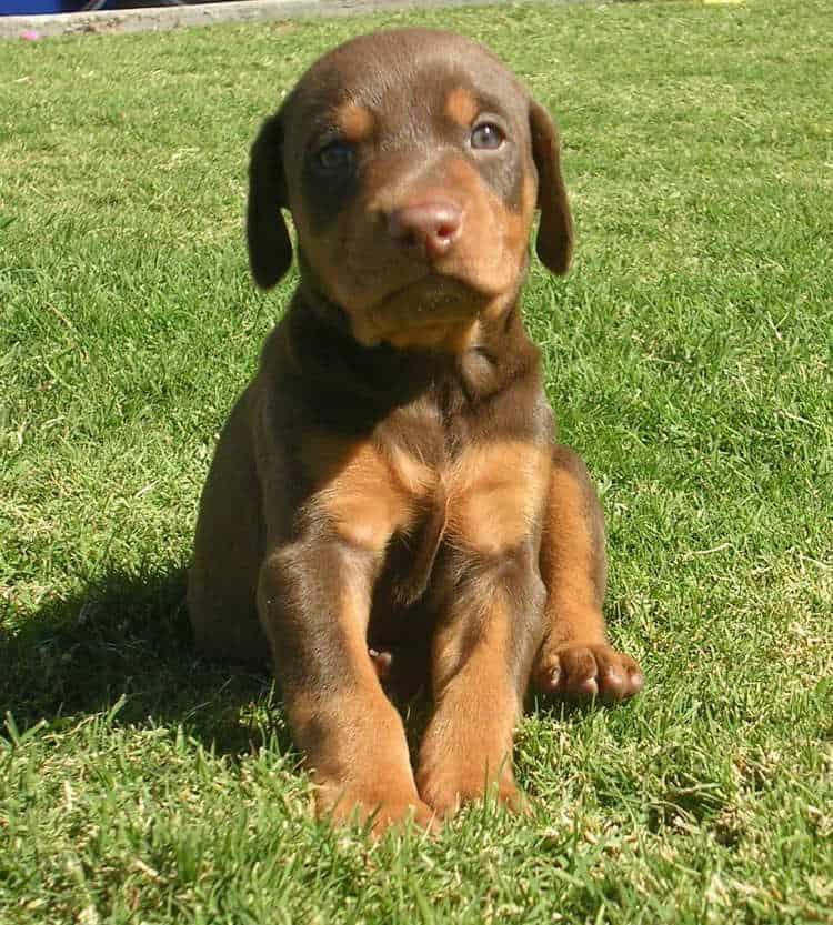 red rust male doberman puppy at 4wk