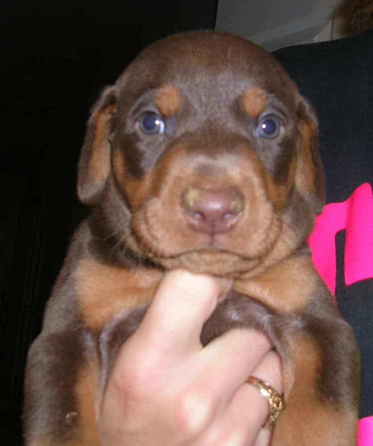 red rust 4 week old male doberman puppy