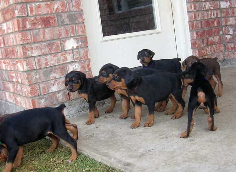 5 week old doberman puppies