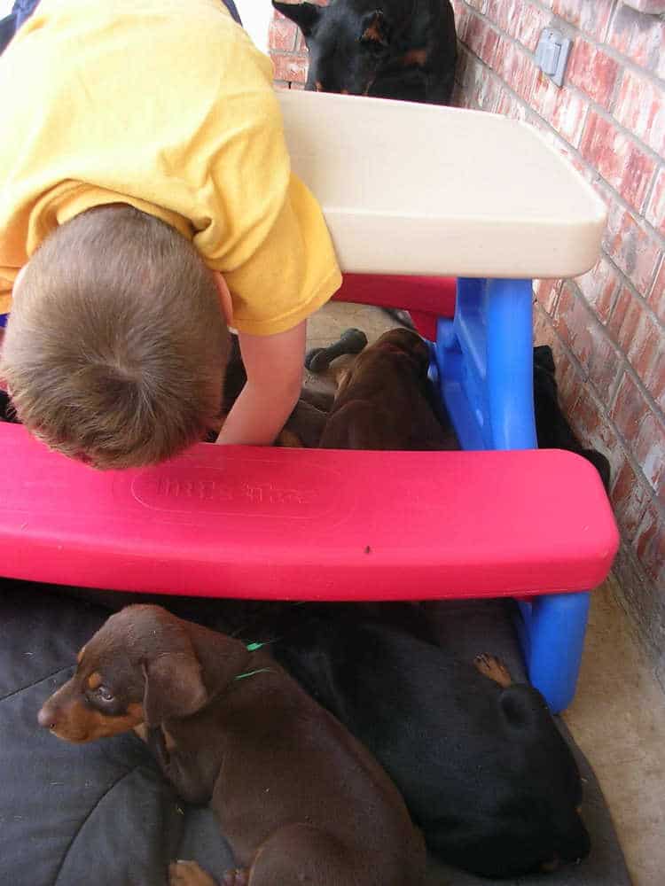 5 week old doberman puppies