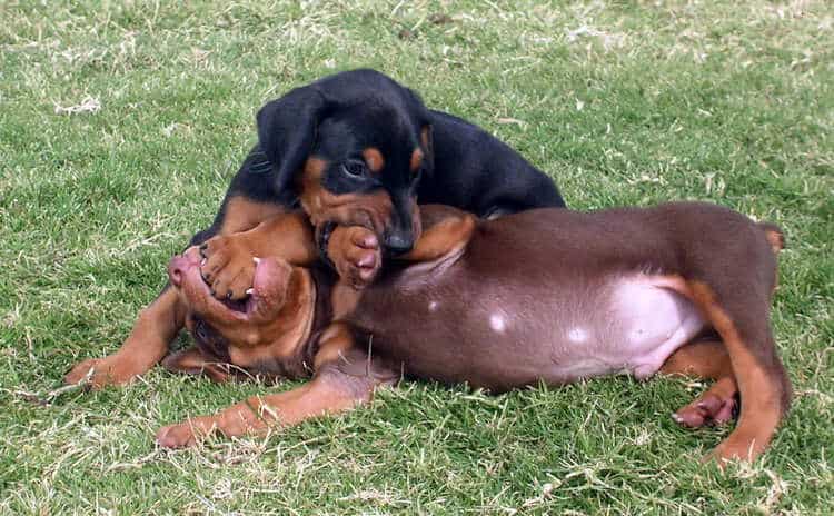 5 week old doberman puppies