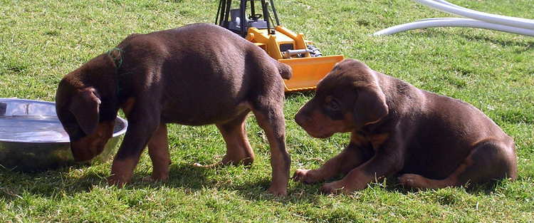 5 week old doberman puppies