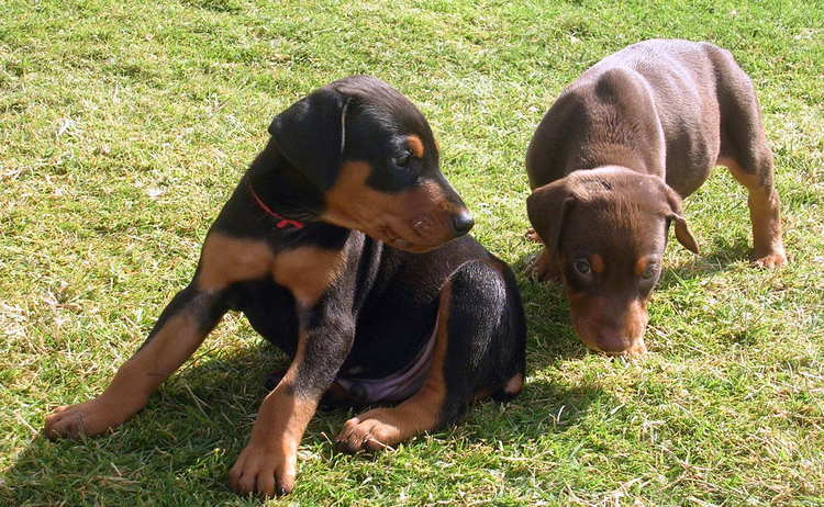 5 week old doberman puppies