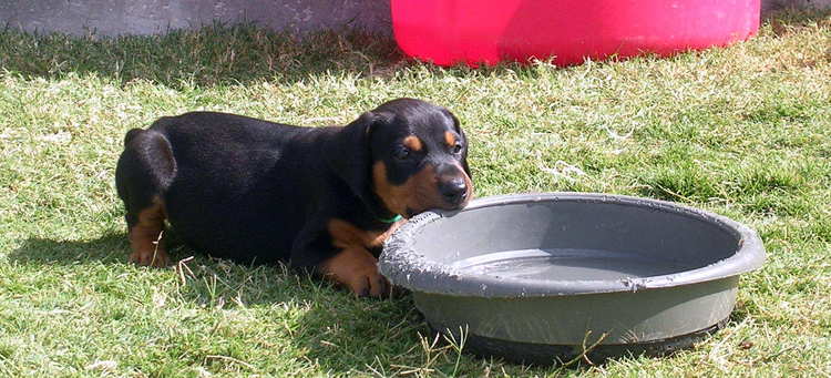 5 week old doberman puppies