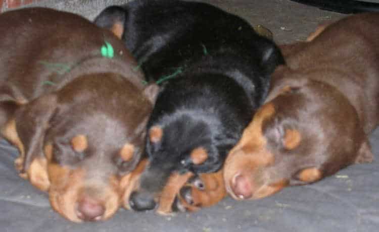 5 week old doberman puppies