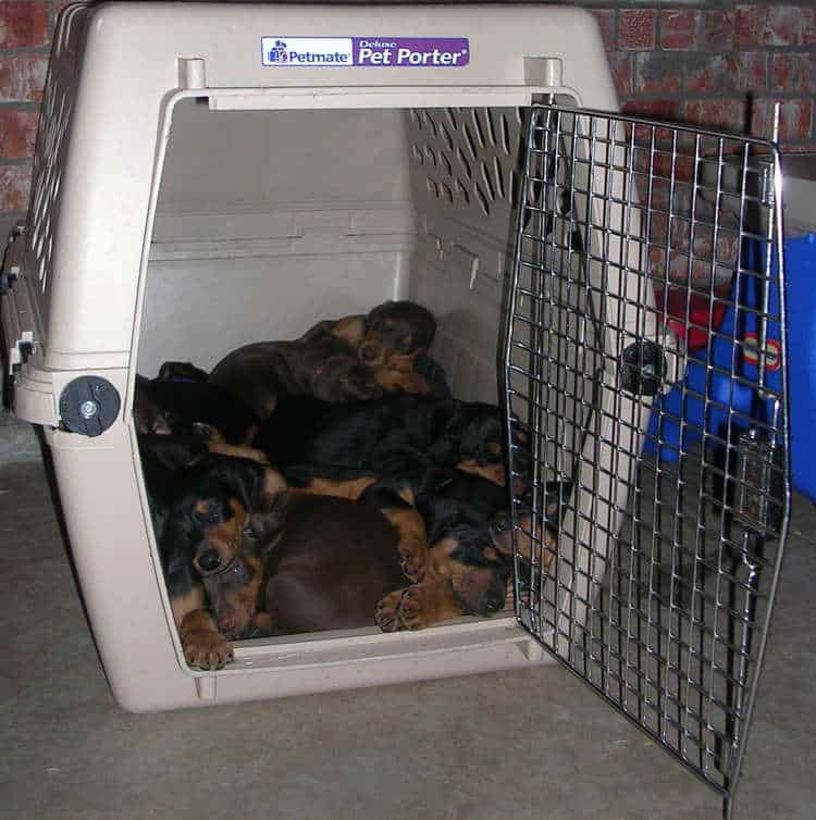 5 week old doberman puppies