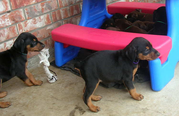 5 week old doberman puppies