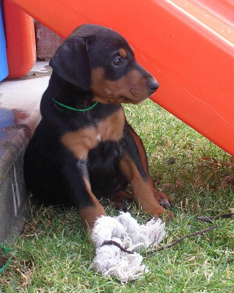 5 week old doberman puppies