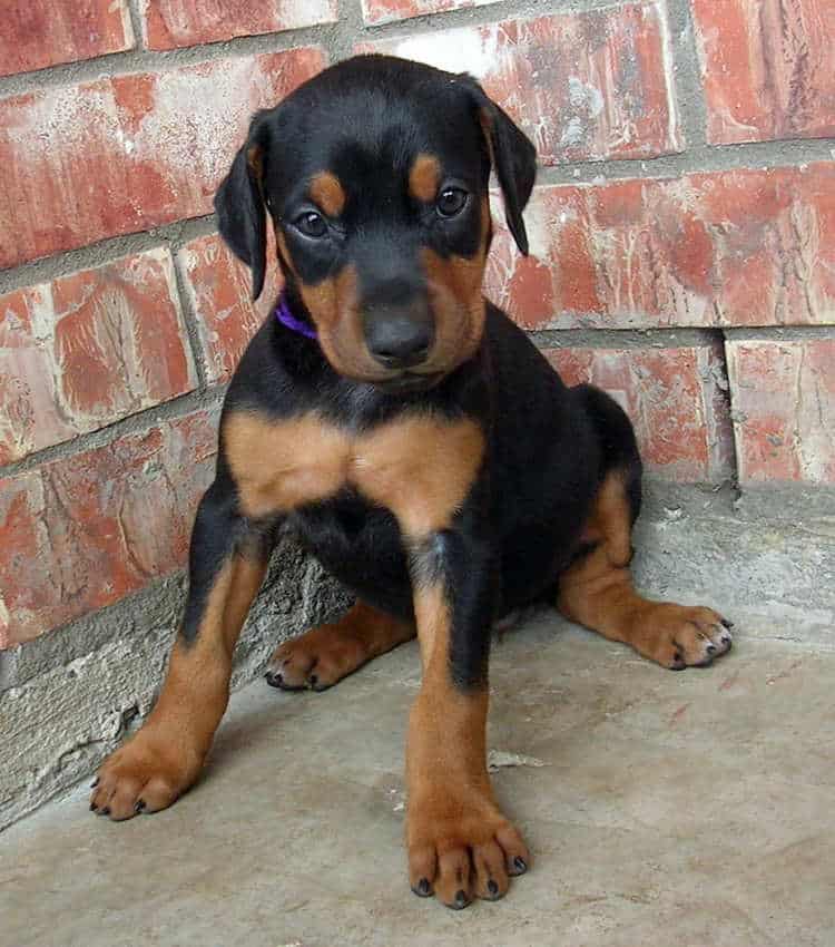 5 week old doberman puppies