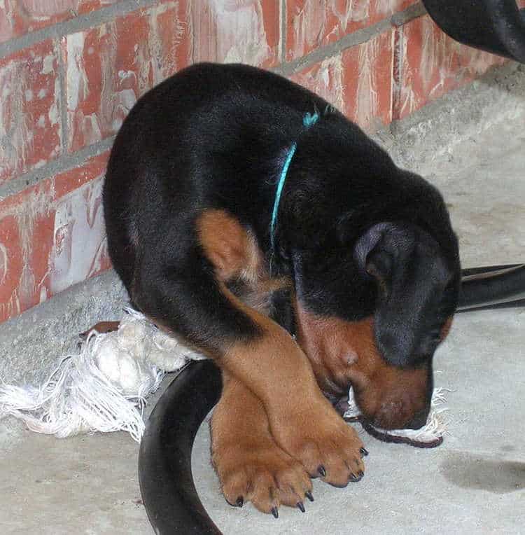 5 week old doberman puppies