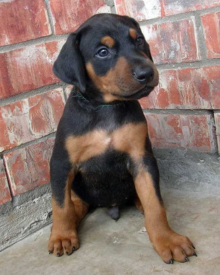 5 week old doberman puppies