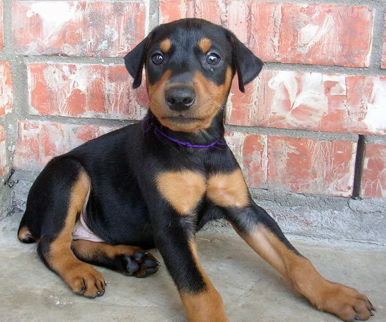 5 week old doberman puppies