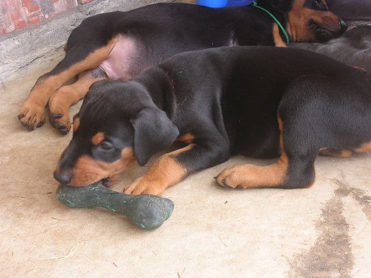 5 week old doberman puppies