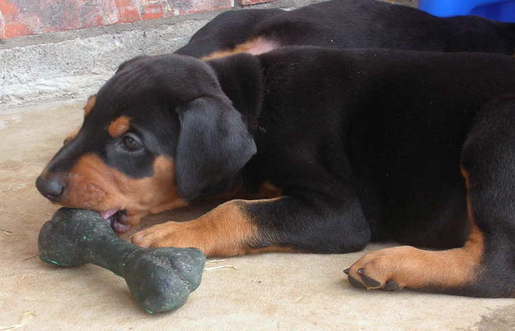 5 week old doberman puppies