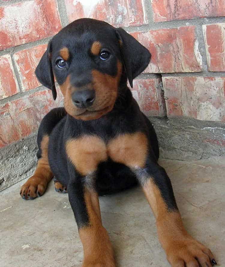 5 week old doberman puppies