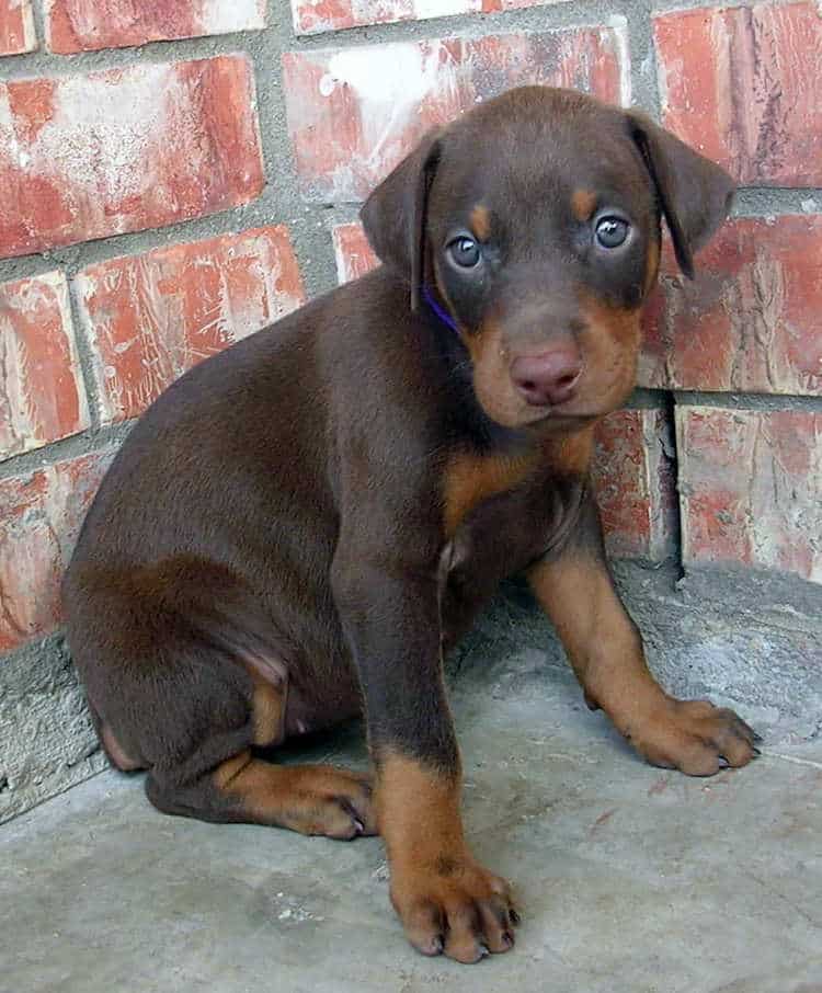 5 week old doberman puppies