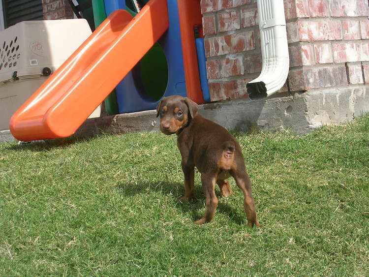 5 week old doberman puppies