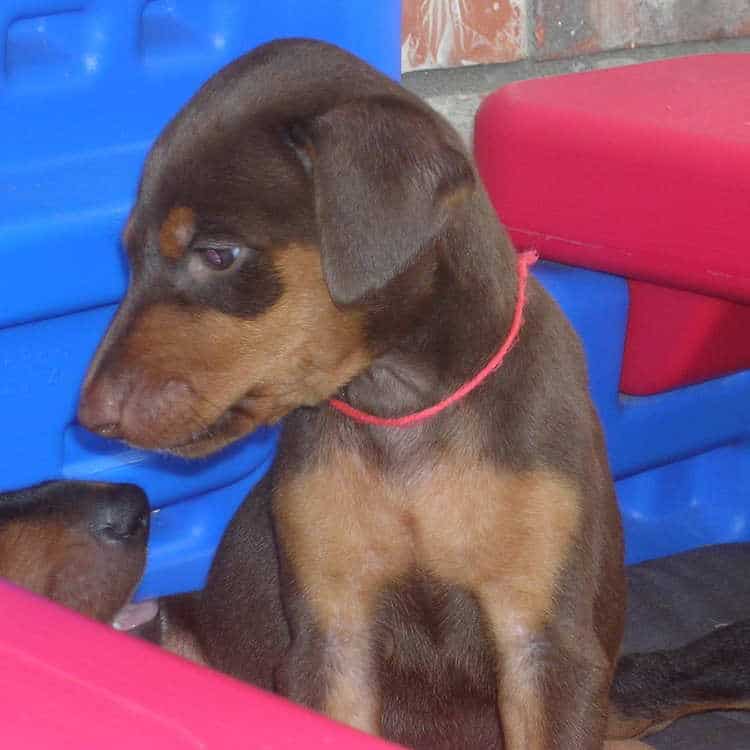 5 week old doberman puppies