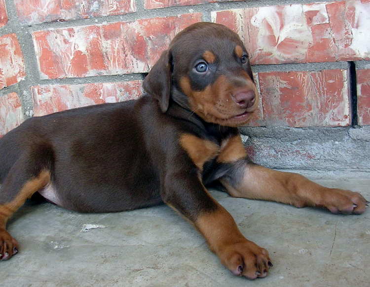 5 week old doberman puppies