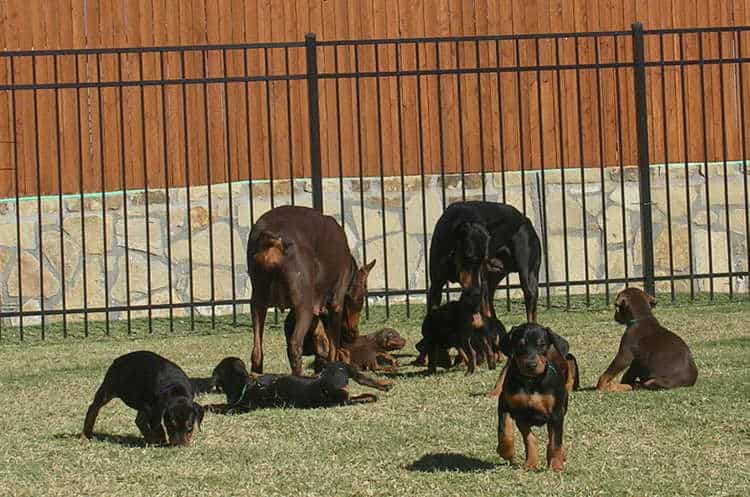 6 week old doberman puppies