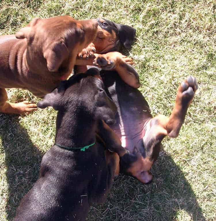 6 week old doberman puppies