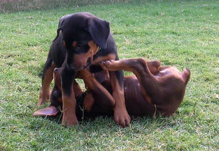 6 week old doberman puppies