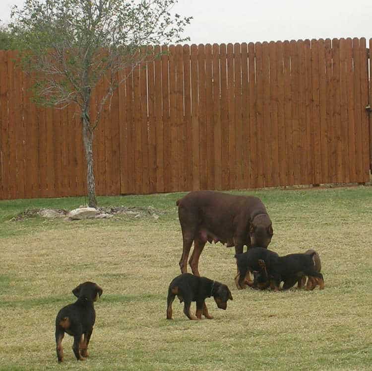 6 week old doberman puppies