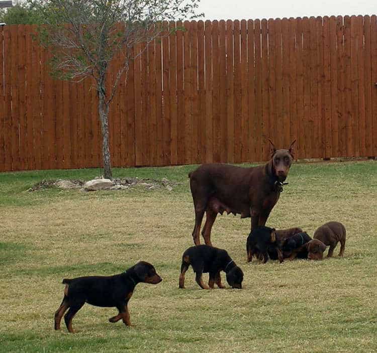 6 week old doberman puppies